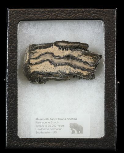 Mammoth Molar Slice - South Carolina #44087